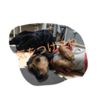 犬とネズミ2（個別スタンプ：12）