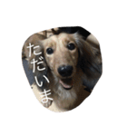 犬とネズミ2（個別スタンプ：14）