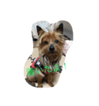 犬とネズミ2（個別スタンプ：16）
