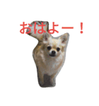 毎日使える！かわいいチワワのスタンプ（個別スタンプ：2）