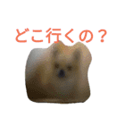 毎日使える！かわいいチワワのスタンプ（個別スタンプ：15）