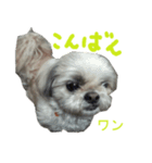 Dog and cat sticker 999（個別スタンプ：1）