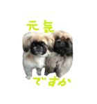 Dog and cat sticker 999（個別スタンプ：2）