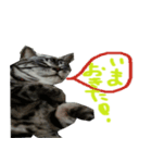 Dog and cat sticker 999（個別スタンプ：3）