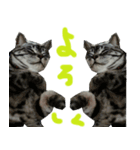 Dog and cat sticker 999（個別スタンプ：4）