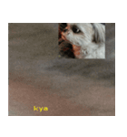 Dog and cat sticker 999（個別スタンプ：5）