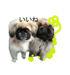 Dog and cat sticker 999（個別スタンプ：6）