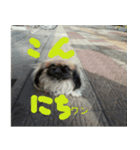Dog and cat sticker 999（個別スタンプ：7）
