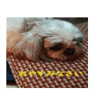 Dog and cat sticker 999（個別スタンプ：8）