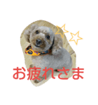 トイプーのPEACH  wanwan  wow（個別スタンプ：5）