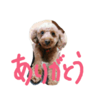トイプーのPEACH  wanwan  wow（個別スタンプ：6）