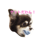 チョコタン チワワの さくら vol.1（個別スタンプ：2）