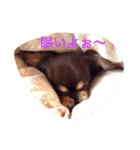 チョコタン チワワの さくら vol.1（個別スタンプ：4）