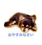 チョコタン チワワの さくら vol.1（個別スタンプ：5）