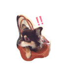 チョコタン チワワの さくら vol.1（個別スタンプ：7）