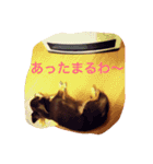 チョコタン チワワの さくら vol.1（個別スタンプ：8）
