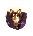チョコタン チワワの さくら vol.1（個別スタンプ：9）