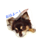 チョコタン チワワの さくら vol.1（個別スタンプ：10）