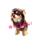 チョコタン チワワの さくら vol.1（個別スタンプ：11）