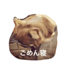 チョコタン チワワの さくら vol.1（個別スタンプ：15）