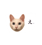 オキョドバーン（個別スタンプ：4）