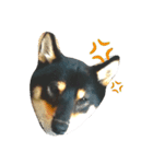 黒柴犬春樹（個別スタンプ：1）