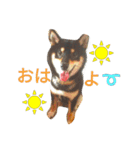 黒柴犬春樹（個別スタンプ：3）