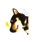 黒柴犬春樹（個別スタンプ：4）