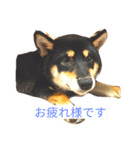黒柴犬春樹（個別スタンプ：8）