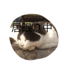 nekoparadaisu（個別スタンプ：2）