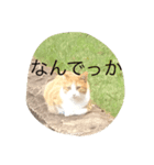 nekoparadaisu（個別スタンプ：4）