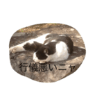nekoparadaisu（個別スタンプ：8）