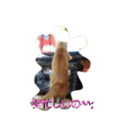 猫の写真を使った日常会話（個別スタンプ：1）