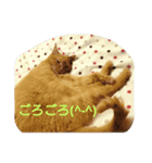 猫の写真を使った日常会話（個別スタンプ：2）