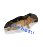 猫の写真を使った日常会話（個別スタンプ：3）