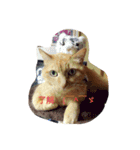 猫の写真を使った日常会話（個別スタンプ：4）