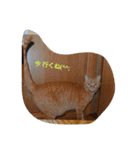 猫の写真を使った日常会話（個別スタンプ：5）