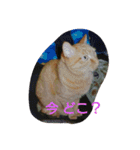 猫の写真を使った日常会話（個別スタンプ：6）