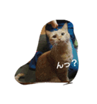 猫の写真を使った日常会話（個別スタンプ：7）