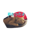 猫の写真を使った日常会話（個別スタンプ：8）