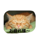 猫の写真を使った日常会話（個別スタンプ：9）