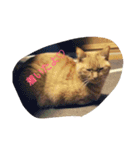 猫の写真を使った日常会話（個別スタンプ：10）