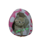 猫の写真を使った日常会話（個別スタンプ：11）