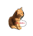 猫の写真を使った日常会話（個別スタンプ：13）