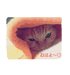 猫の写真を使った日常会話（個別スタンプ：14）