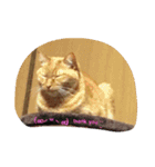 猫の写真を使った日常会話（個別スタンプ：15）