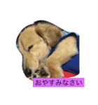愛犬のつぶやき（個別スタンプ：1）
