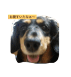 愛犬のつぶやき（個別スタンプ：2）