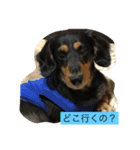愛犬のつぶやき（個別スタンプ：3）