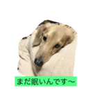 愛犬のつぶやき（個別スタンプ：4）